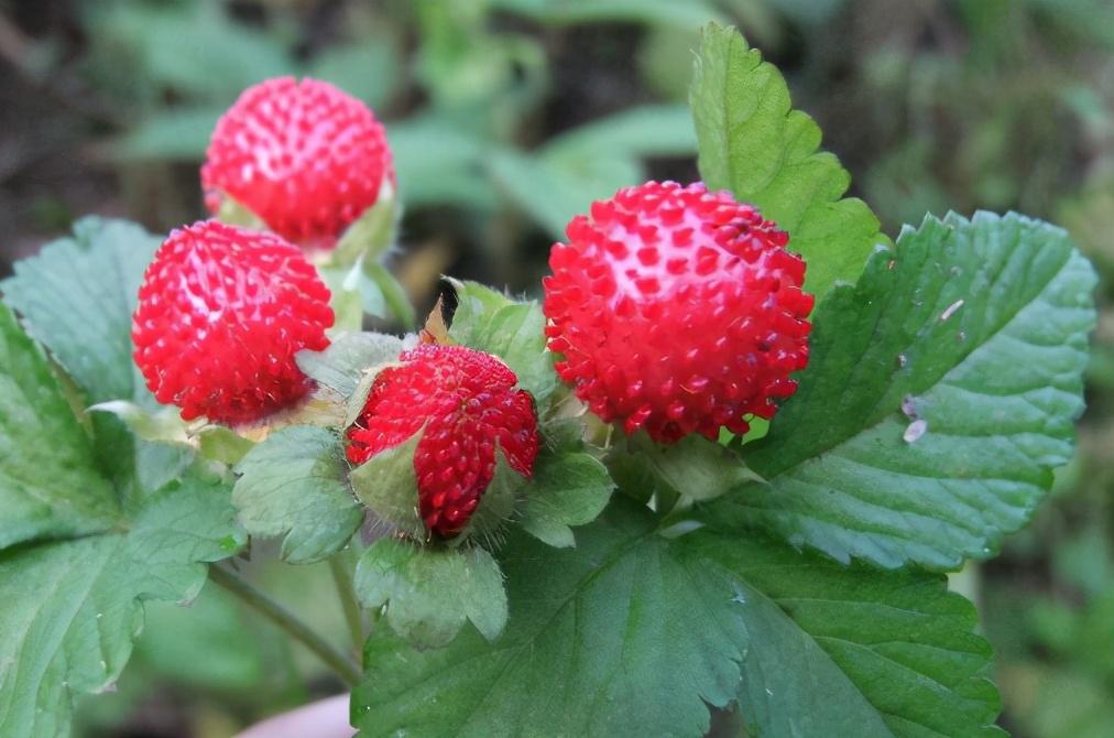 蛇莓是怎样一种野果,到底能不能吃呢?-大恒文化