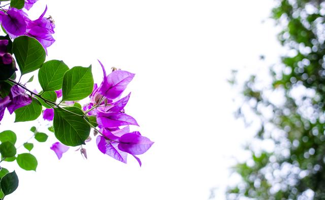 深圳有哪些旅游景点，深圳旅游景点（第1次到深圳不知去哪玩）