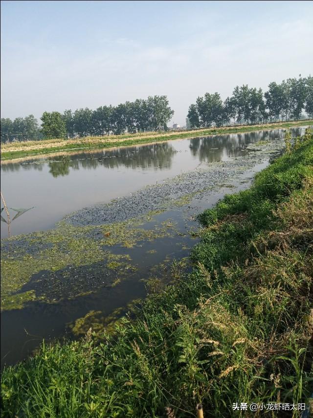自己在家怎么养小龙虾，自己在家怎么养小龙虾苗（不买任何饲料投喂小龙虾）