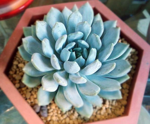 多肉植物夏天怎么养护，多肉植物怎么栽种（多肉夏季浇水有“三不浇”）