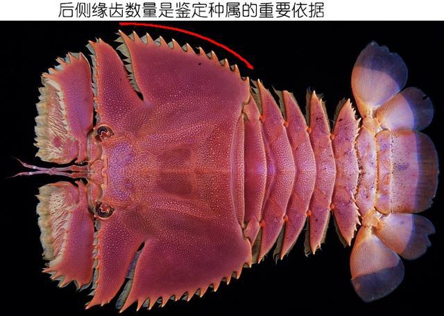 北极甜虾和普通虾的品种区别，如何鉴别对虾、罗氏虾、北极甜虾……一文解决“虾”认识