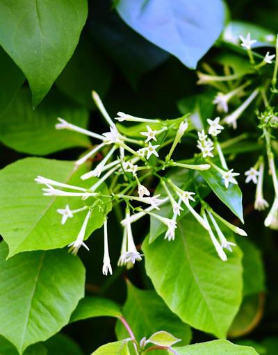 夜来香花，开花芬芳的夜来香（夜来香花的功效与作用）