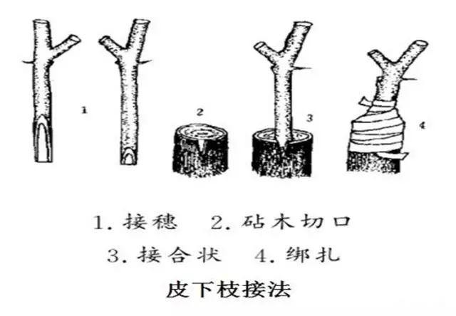 主要的嫁接方法，嫁接的组成是什么（枣树嫁接技术一目了然）