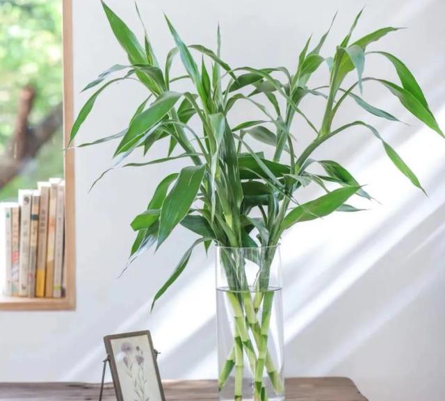 龙竹和富贵竹风水区别及寓意讲究，富贵竹其实有3种