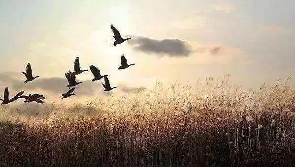 月夜忆舍弟的意思，月夜忆舍弟月亮思乡的意思是什么（杜甫《月夜忆舍弟》）