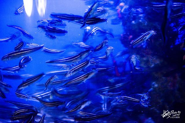 极地动物资料,极地动物世界(这些极地海洋鱼类太美了) 极地动物资料,极地动物世界(这些极地海洋鱼类太美了)