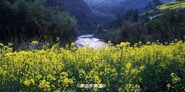 油菜花开的季节，适合家庭室内养的花与绿植（2019年全国油菜花开放时间表）