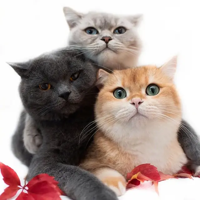 猫咪狗狗头像微信，猫咪狗狗头像（超可爱猫咪狗狗头像）