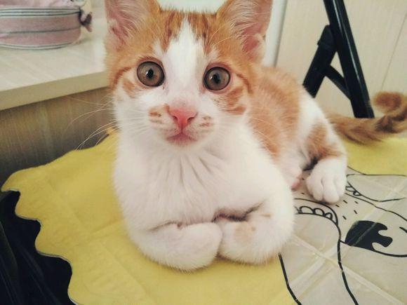 猫怕冷还是怕热，猫咪怕冷还是怕热的表现（如果您家猫有以下行为）