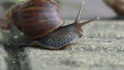 蜗牛还有哪些信息，蜗牛的信息有哪些（蜗牛从出生就要为了外壳努力）