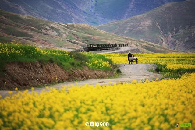 油菜花开的季节，适合家庭室内养的花与绿植（2019年全国油菜花开放时间表）
