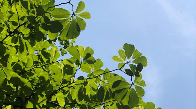 发上指冠造句，发什么的成语是什么（盗跖为什么骂孔子“巧辞谬说”）