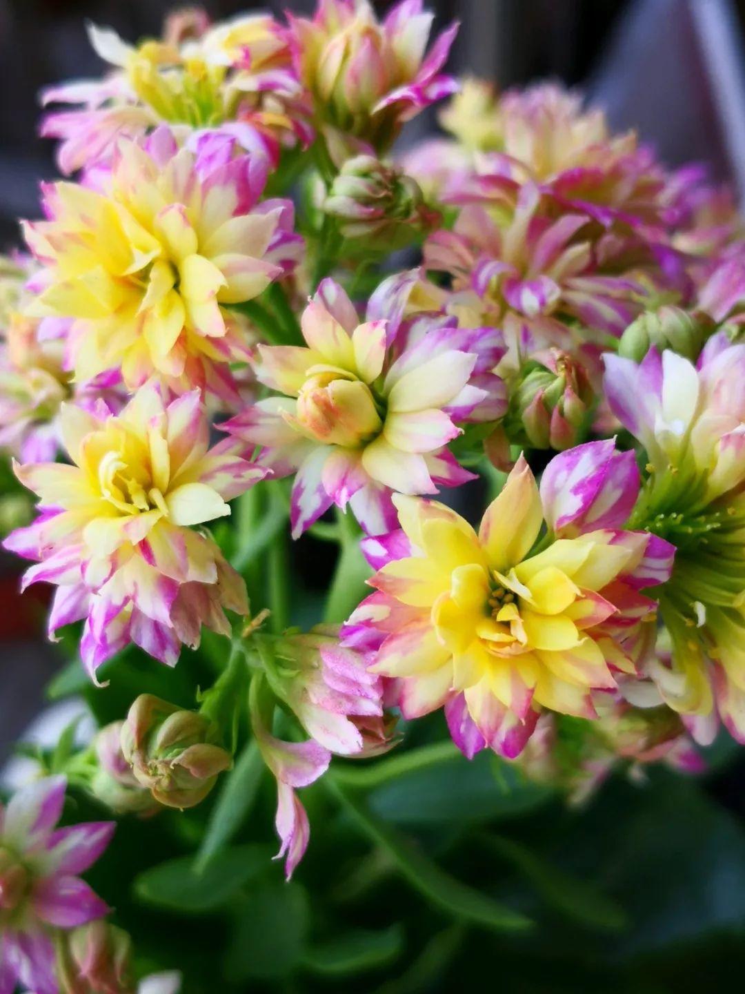 80个长寿花品种(全都美极了,只养1盆真的不够) - 彝家农业网