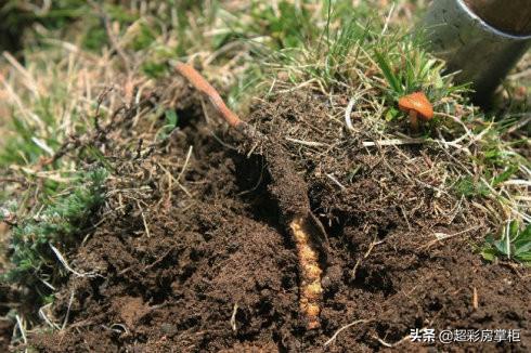 冬蟲夏草栽培技術,蟲草可以種植出來嗎(冬蟲夏草的形態特徵和栽培技術