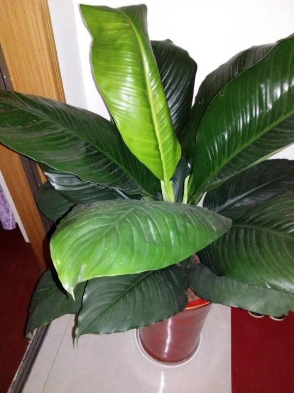 吸收甲醛的植物，哪种植物具有吸收甲醛的功能（净化空气最厉害）