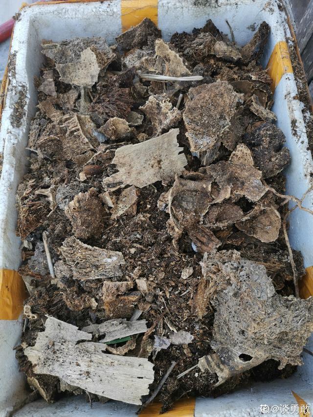 对兰的养殖方法和注意事项，对兰的养殖方法和繁殖（家里养兰花）