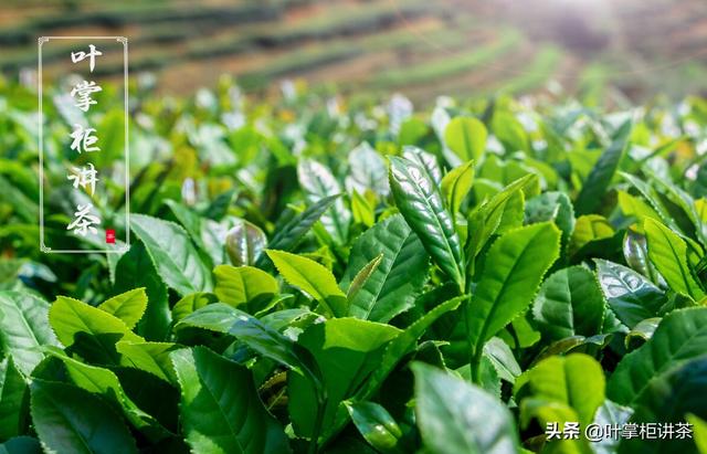 铁观音属于哪类茶，铁观音属于红茶还是绿茶（有什么独特的魅力）