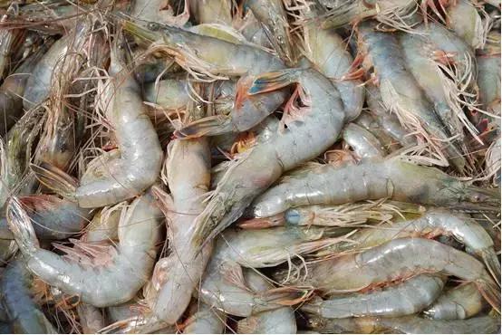 请问清炸小扒皮鱼的做法，炸小剥皮鱼的做法大全（今后再也不怕不认识海鲜了）