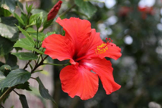 各个城市的市花，各个城市的市花是什么（你知道自己城市的市花吗）