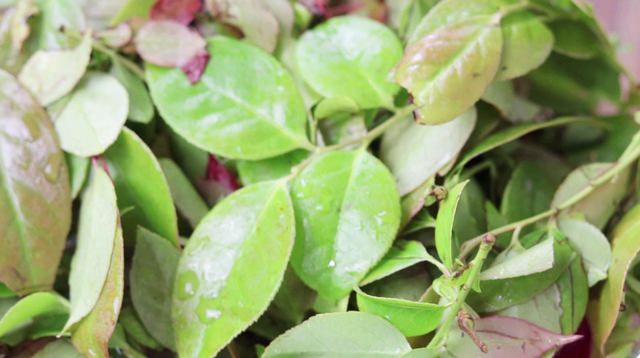 乌饭需准备食材:糯米,乌饭叶,水.