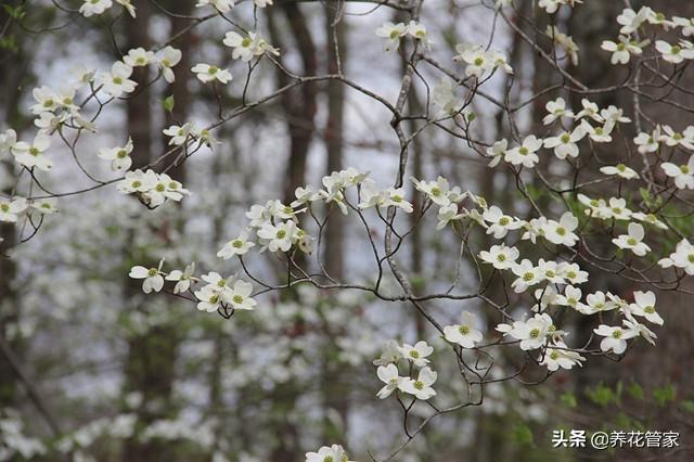 小花梾木的功效与作用，茉莉花的功效（<lai>木的四季）