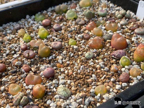 二十种最难养的多肉，家里千万不能养多肉（看似好养实际难养的多肉）