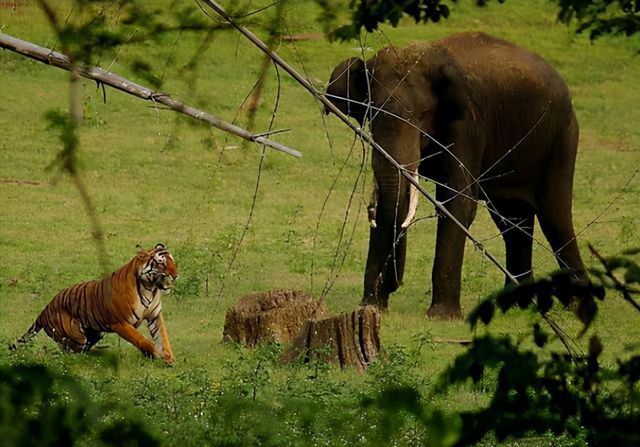 杨棋珺非洲森林象，非洲森林象和亚洲象（称霸非洲草原无敌手）