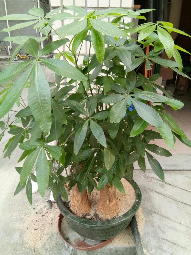 小发财树怎么养，小发财树怎么养才茂盛（注意3个小问题）