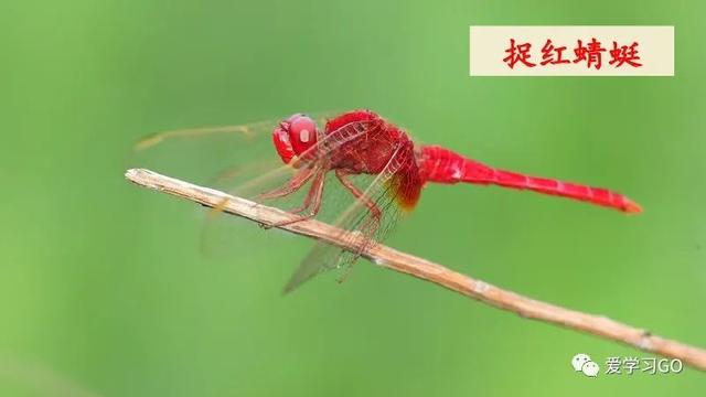 赛跑的拼音，赛跑的拼音怎么读（部编版二年级下册第23课《祖先的摇篮》知识点+图文讲解）