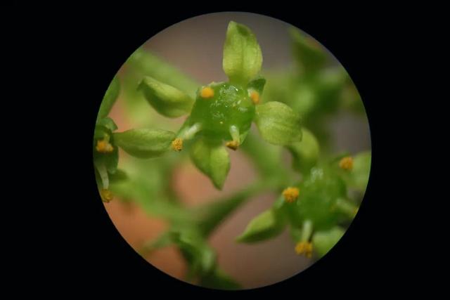 先有花朵还是先有采花的蜜蜂，蜜蜂是采蜜还是采花（采蜜昆虫和蜜源花卉是一对绝配）