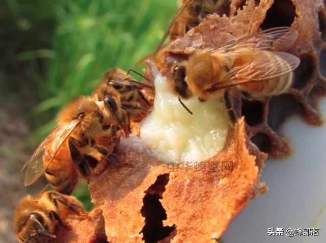为什么蜂王寿命特别长，蜂王的寿命为什么比普通蜜蜂长（随时携带“贴身护卫”的蜂王）
