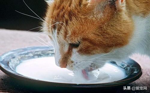 猫咪能喝牛奶吗(小猫咪咕咕叫是什么原因)
