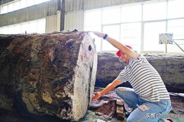 千年乌木被暂扣，常见菩提子图鉴（3000年生生不息的争端在这里完美终结）