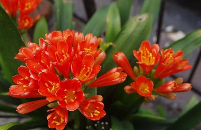 君子兰怎么养才能开花，君子兰一般养几年开花（不会养君子兰）