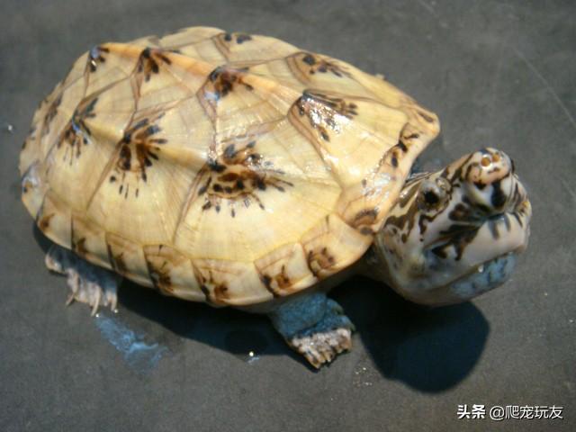 越养越好看的蛋龟，“三大巨蛋”之一的墨西哥巨蛋龟