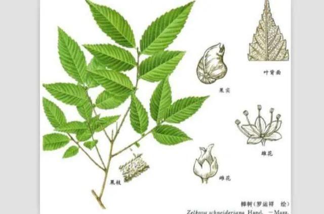 园林植物的象征意义，园林植物象征意义的表述（常用户外园林植物中）