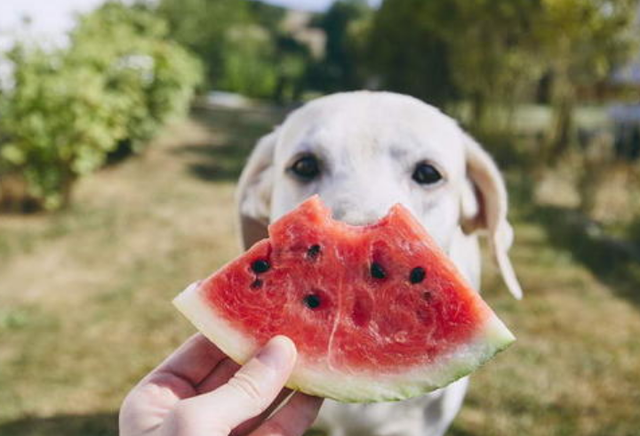泰迪可以吃香蕉吗，3个月泰迪可以吃香蕉吗（狗狗可以吃的15种人类食物）