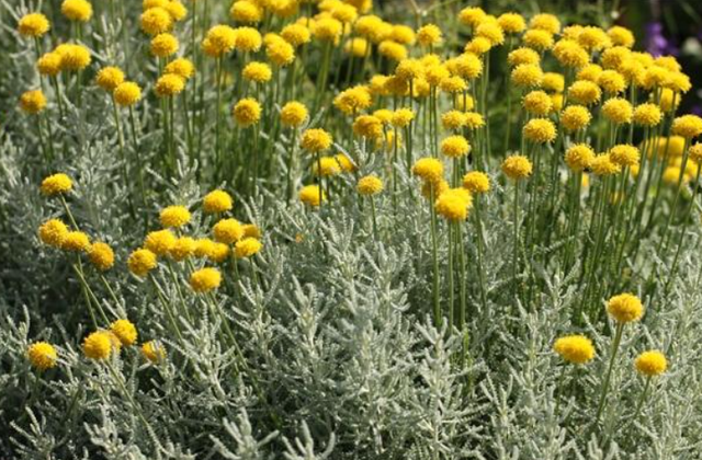 什么植物能驱蚊子，什么植物能驱蚊子毒（家里放两盆“驱蚊花”）