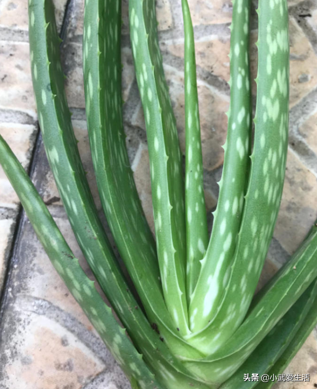 芦荟皮有毒吗，芦荟有毒的吗（吃着爽滑可口兼具美容养颜功效）