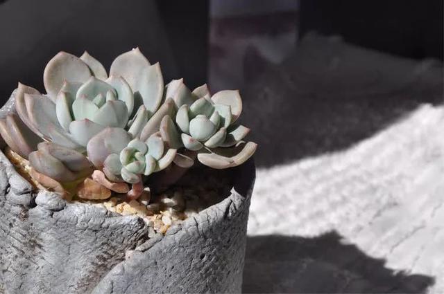 丸叶松绿怎么养，丸叶松绿的叶子可用来繁殖吗（养多肉，记名字，预防老年痴呆）