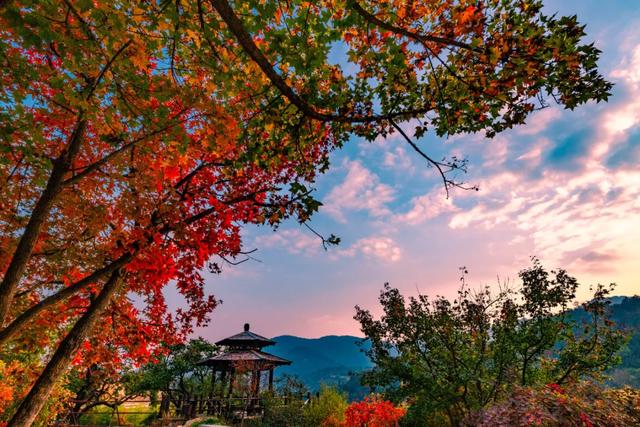 满山红叶似彩霞，阿宝歌曲大全（山东最全赏红叶地图来了）