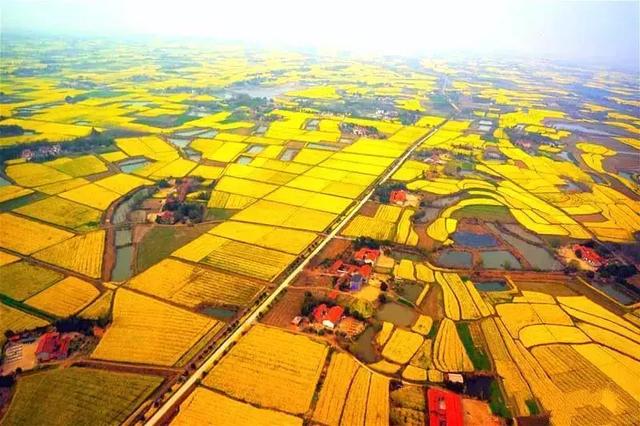 油菜花开的季节，适合家庭室内养的花与绿植（2019年全国油菜花开放时间表）