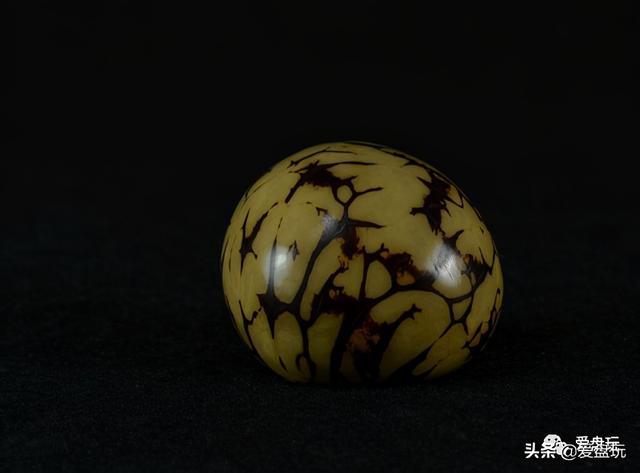 象牙果是什么东西，象牙果是什么东西（真的入手生润）