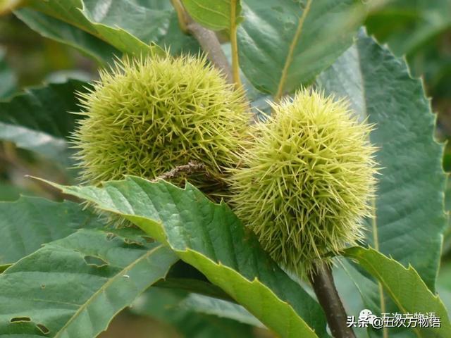 种的植物为什么有刺，浅谈植物的“刺”