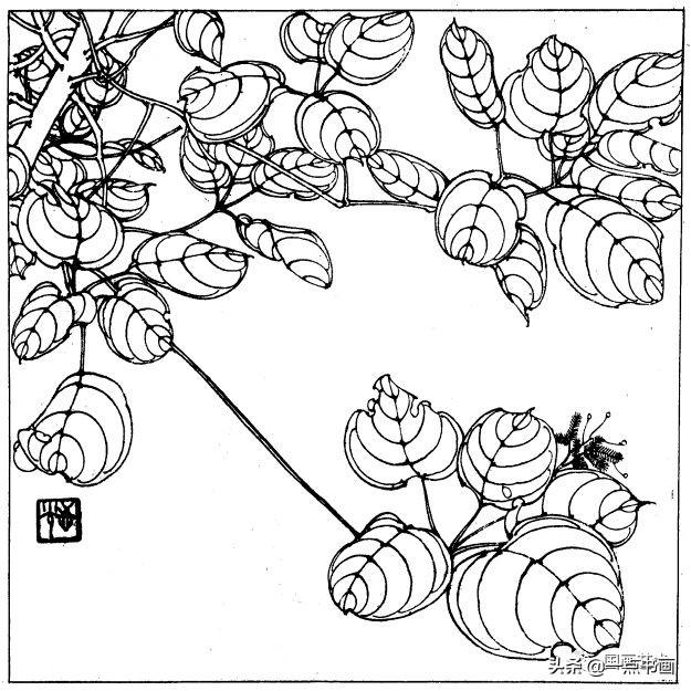 简笔画报花名：手绘铅笔画“白杜鹃花”画法，简笔画报花名（百花苑——白描百花分享<一>）