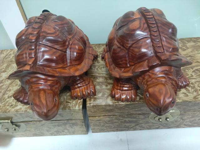 本文关键词:长寿龟的寿命有多长,长寿龟是什么品种