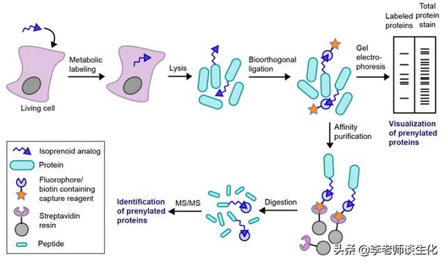et是什么基团，ET是什么基团（蛋白质的异戊二烯化）