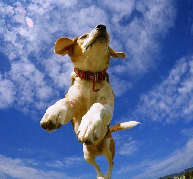 哈比是什么意思，哈比是什么意思网络用语（寓意健康平安的狗狗名字吉祥如意-可爱点）