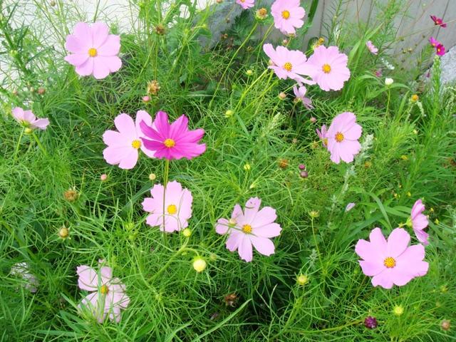 什么的启示作文，什么什么的启示600字作文怎么写（四年级优秀作文欣赏）