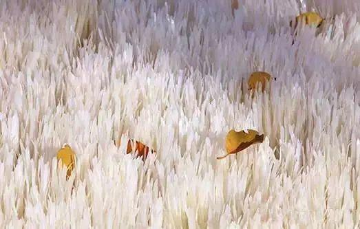 好听带白字诗句仙气一点，带白字的优美诗句（飞花令丨第21期：白）